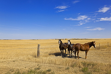 View of houses and fields in village Ceylon on highway 6 South, Saskatchewan, Canada