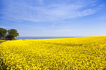 View of rape field on Brodtener shore near Baltic sea, Schleswig Holstein, Germany