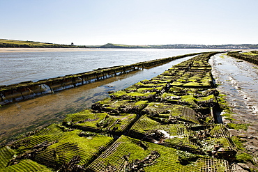 An oyster farm in Rock (Cornwall, England)