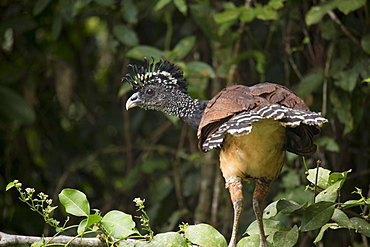 A female great curassow (Crax rubra), Limon, Costa Rica, Central America