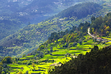 Terraced fields, Peneda Geres National Park, the only national park in Portugal, Norte Region, Portugal, Europe