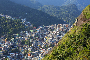 View of Rocinha favela and the forest of Tijuca National Park, Rio de Janeiro, Brazil, South America