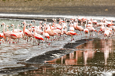 Chilean flamingos (Phoenicopterus chilensis) in Torres del Paine National Park, Patagonia, Chile, South America