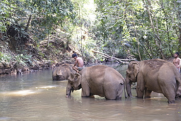 Rescued elephants, Elephant Sanctuary, Mondulkiri, Cambodia, Indochina, Southeast Asia, Asia