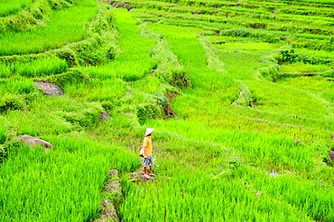 Farmer wearing a conical hat in rice paddy terraces, Mai Chau, Hoa Binh, Vietnam, Indochina, Southeast Asia, Asia