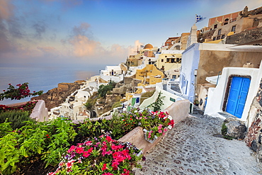 Bougainvillea flowers and typical houses on the Aegean Sea at sunrise, Oia, Santorini,  Cyclades, Greek Islands, Greece, Europe