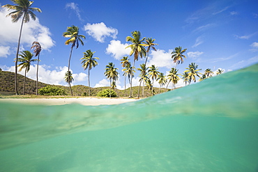 Underwater view of the sandy beach surrounded by palm trees, Morris Bay, Antigua, Antigua and Barbuda, Leeward Island, West Indies, Caribbean, Central America