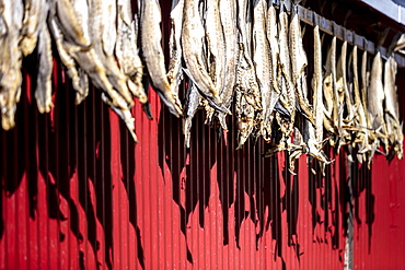 Dried stockfish is the main typical Norwegian product, Hamnoy, Moskenes, Nordland, Lofoten Islands, Arctic, Northern Norway, Scandinavia, Europe