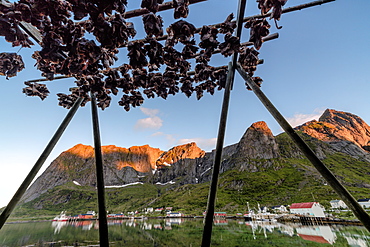 Midnight sun on dried fish framed by fishing village and peaks, Reine, Nordland county, Lofoten Islands, Arctic, Northern Norway, Scandinavia, Europe