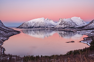 Pink sky at sunrise lights up the snowy peaks reflected in the cold sea, Bergsbotn, Senja, Troms County, Norway, Scandinavia, Europe