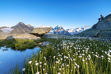 Hiker on rocks admires the blooming of cotton grass, Fuorcla, Surlej, St. Moritz, Canton of Graubunden, Engadine, Switzerland, Europe