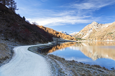 The colorful woods reflected in Lake Sils in the fall, Isola, Maloja, Canton of Graubunden, Engadine, Switzerland, Europe