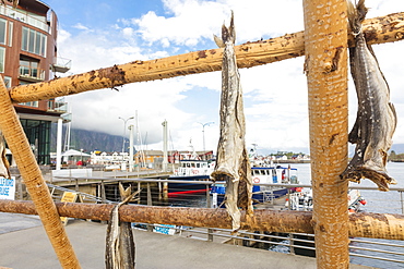 Details of the wooden rack with dried stockfish at the harbor of Svolvaer, Vagan, Lofoten Islands, Norway, Scandinavia, Europe