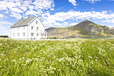 Field of blooming flowers frame the typical wooden house surrounded by peaks and blue sea, Flakstad, Lofoten Islands, Norway, Scandinavia, Europe