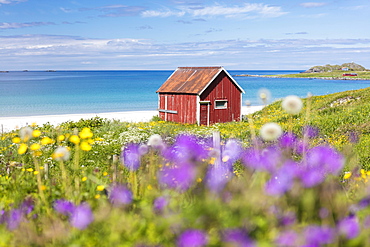 Colorful flowers on green meadows frame the typical rorbu surrounded by turquoise sea, Ramberg, Lofoten Islands, Norway, Scandinavia, Europe