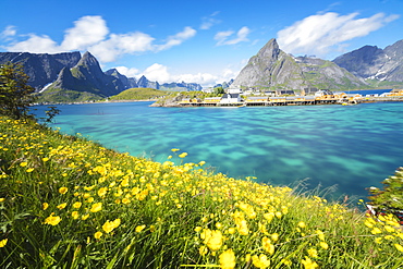 Yellow flowers in bloom beside the turquoise sea and the fishing village of Sakrisoy, Reine, Moskenesoya, Lofoten Islands, Norway, Scandinavia, Europe