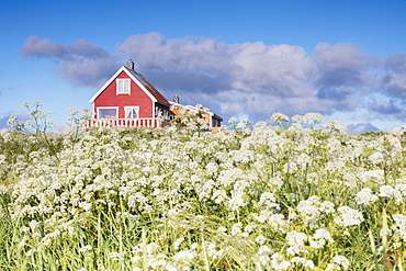 Fields of blooming flowers frame a typical wooden house of fishermen, Eggum, Unstad, Vestvagoy, Lofoten Islands, Norway, Scandinavia, Europe