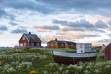 Midnight sun on the wooden houses called rorbu surrounded by blooming flowers, Eggum, Vestvagoy, Lofoten Islands, Norway, Scandinavia, Europe