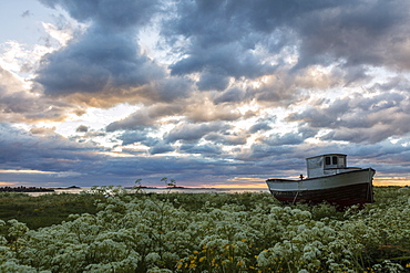 Pink clouds and midnight sun on an old boat in green meadows of blooming flowers, Eggum, Vestvagoy, Lofoten Islands, Norway, Scandinavia, Europe