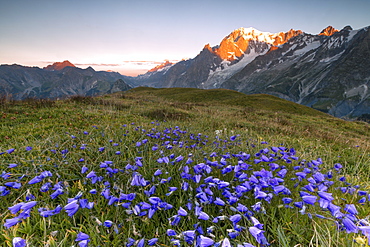 Violet flowers and green meadows frame the Mont Blanc massif at dawn, Graian Alps, Courmayeur, Aosta Valley, Italy, Europe