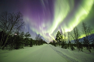 Colorful lights of the Northern Lights (Aurora Borealis) and starry sky on the snowy woods, Levi, Sirkka, Kittila, Lapland region, Finland, Europe