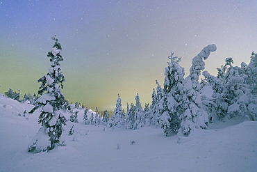 Frozen trees in snowy woods framed by starry sky in the cold polar night, Ruka, Kuusamo, Ostrobothnia region, Lapland, Finland, Europe