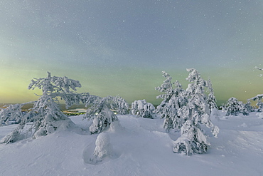 Frozen trees in snowy woods framed by starry sky in the cold polar night, Ruka, Kuusamo, Ostrobothnia region, Lapland, Finland, Europe