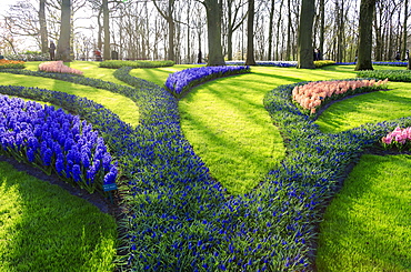 Green gardens of flowers in bloom in spring at the Keukenhof Botanical Garden, Lisse, South Holland, The Netherlands, Europe