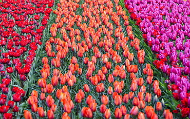 Rows of multicolored tulips in bloom in the fields of the Keukenhof Botanical Garden, Lisse, South Holland, The Netherlands, Europe