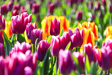 Close up of multicolored tulips in bloom at the Keukenhof Botanical Garden, Lisse, South Holland, The Netherlands, Europe