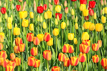 Multicolored tulips in bloom at the Keukenhof Botanical Garden, Lisse, South Holland, The Netherlands, Europe