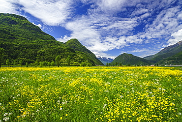 Spring blooms in Valtellina, near the village of Sirta. Lombardy, Italy, Europe