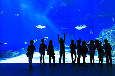 Silhouettes of children looking at fishes, Aquarium of Den Bla Planet, Kastrup, Copenhagen, Denmark, Europe