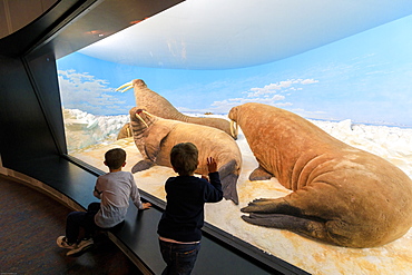 Children look at walruses of the past from the glass window, Zoological Museum, University of Copenhagen, Denmark, Europe