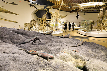 People in the interior rooms of the Zoological Museum, University of Copenhagen, Denmark, Europe