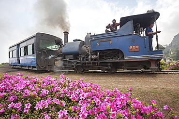 Colorful portrait of the little train that passes by Batasia Loop, a historical spiral station 5 km from Darjeeling, India, Asia