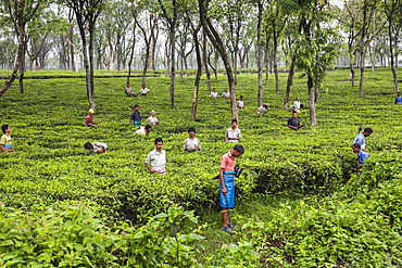 Men working in the vast tea plantations of Bagdogra in Darjeeling district where the best tea in the world is produced, Darjeeling, India, Asia