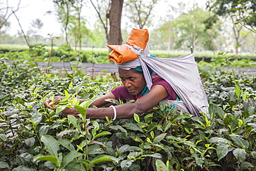 Woman collecting tea leaves, hard work as it is very difficult to disentangle the thick bushes, Bagdogra, Darjeeling, India, Asia