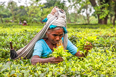 Indian woman dressed with the typical colored frock collects the green tea leaves in the plantations of Bagdogra, Darjeeling, India, Asia