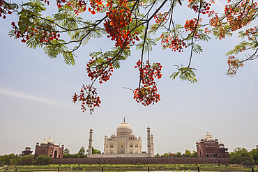 Branches of a flowering tree with red flowers frame the Taj Mahal symbol of Islam in India, UNESCO World Heritage Site, Agra, Uttar Pradesh, India, Asia