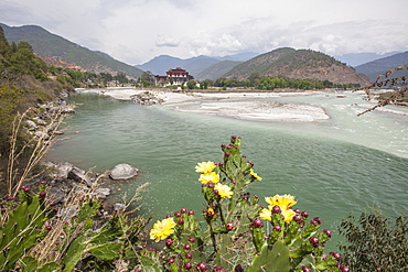 Yellow flowers bloom on the banks of the River Pho Chhu which crosses the city of Punakha. Bhutan, Asia