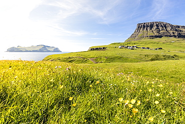 Wild flowers in the green meadows, Gasadalur, Vagar Island, Faroe Islands, Denmark, Europe