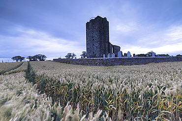 Fields of wheat ears around Baldongan Castle and Church, Skerries, County Dublin, Republic of Ireland, Europe