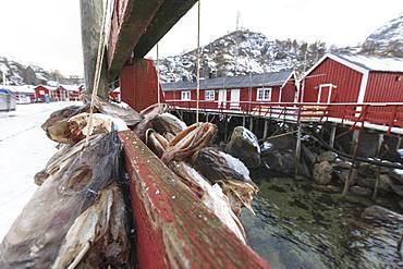 Hanging stockfish to dry out, Nusfjord, Lofoten Islands, Nordland, Norway, Europe