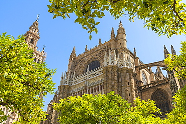 The gothic baroque Giralda belfry of Seville Cathedral seen from Patio De Los Naranjos, UNESCO World Heritage Site, Seville, Andalusia, Spain, Europe