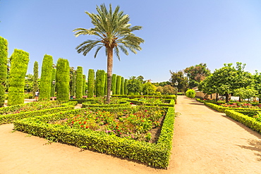 Palm trees and hedges, Jardines del Alcazar, ornamental gardens of Alcazar de los Reyes Cristianos, Cordoba, UNESCO World Heritage Site, Andalusia, Spain, Europe