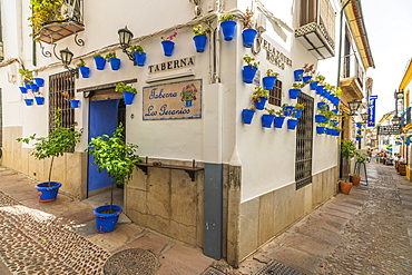 Hanging flowerpots on walls of typical tavern in the old alley of Calleja De Las Flores, Cordoba, Andalusia, Spain, Europe