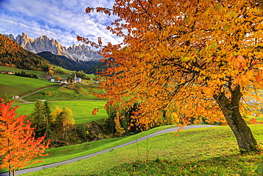 Red cherry trees in autumn color the country road around St. Magdalena village, in the background the Odle Mountains, South Tyrol, Italy, Europe