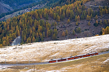 Gornergrat Bahn train runs among colorful woods in autumn, Zermatt, canton of Valais, Swiss Alps, Switzerland, Europe