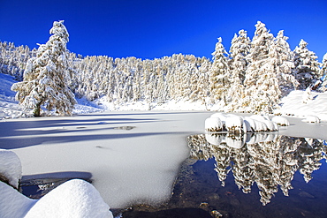 Snow covered trees reflected in the Casera Lake, Livrio Valley, Orobie Alps, Valtellina, Lombardy, Italy, Europe